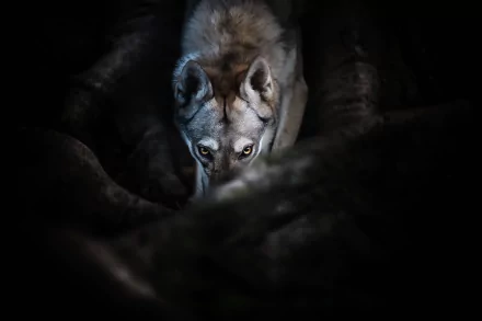 dog Animal wolfdog HD Desktop Wallpaper | Background Image