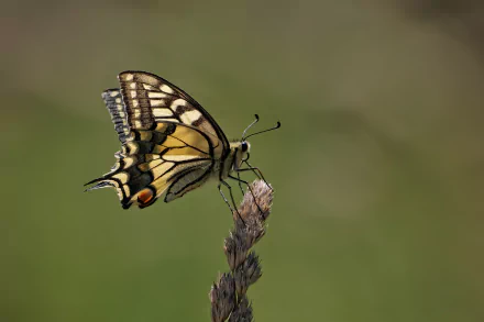HD macro desktop wallpaper of a yellow-and-black swallowtail butterfly (insect, animal) perched on a dried grass seedhead against a soft green background.