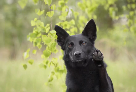 HD PC desktop wallpaper of a black dog raising a paw, shallow depth of field with soft green leaves blurred in the background.