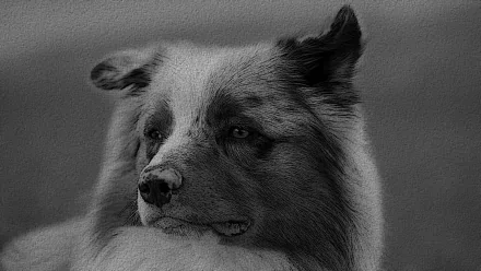 dog Animal australian shepherd HD Desktop Wallpaper | Background Image