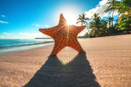 HD desktop wallpaper featuring a starfish on sandy beach under bright sun, with palm trees in the background and the ocean on the horizon.