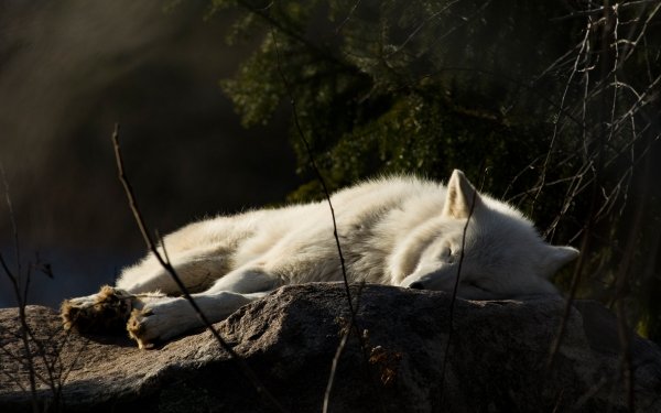 Animal Wolf Wolves Sleeping HD Wallpaper | Background Image