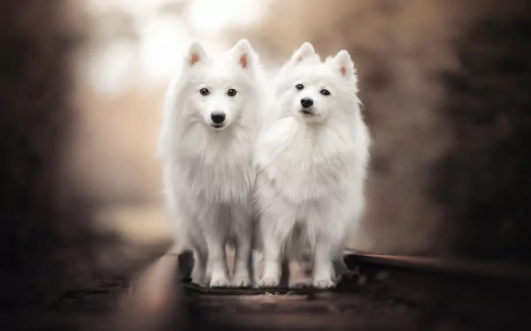 HD desktop wallpaper of two white spitz dogs (animal) standing side by side on blurred rails, shallow depth of field with soft bokeh background.
