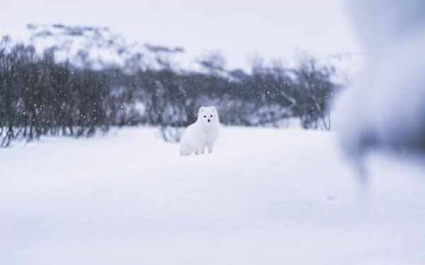 Arctic fox perched in a snowy tundra with blurred trees, soft snowfall — high-detail 5K Ultra HD PC desktop wallpaper and background.