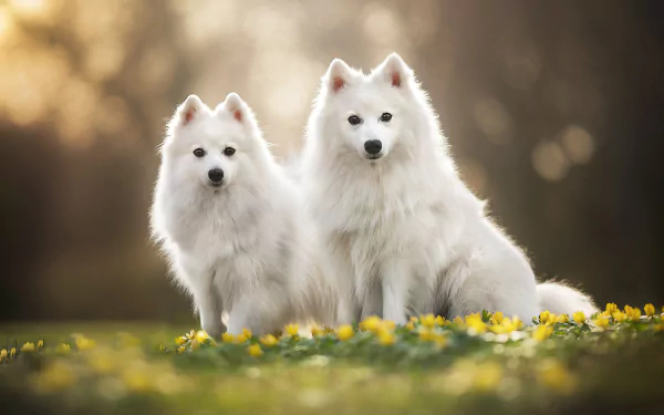Two white Spitz dogs sit among yellow flowers with a soft bokeh background, showcasing depth of field in this HD desktop wallpaper.