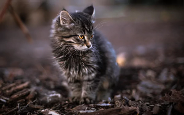 cute kitten Animal cat cute cat HD Desktop Wallpaper | Background Image