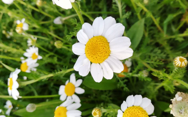 4K Ultra HD PC desktop wallpaper and background: close-up of chamomile flowers in spring nature, white petals and yellow centers against lush green foliage.