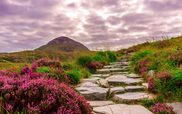 4K Ultra HD PC desktop wallpaper: Irish nature landscape with a stone path winding through purple wildflowers and heather toward a lone mountain under a brooding sky.
