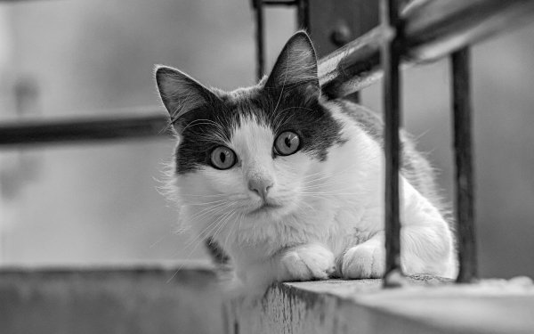 Animal Cat Cats Black & White Stare HD Wallpaper | Background Image