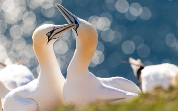bokeh bird Animal northern gannet HD Desktop Wallpaper | Background Image