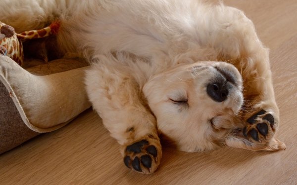 Animal Golden Retriever Dogs Dog Sleeping Puppy Baby Animal HD Wallpaper | Background Image