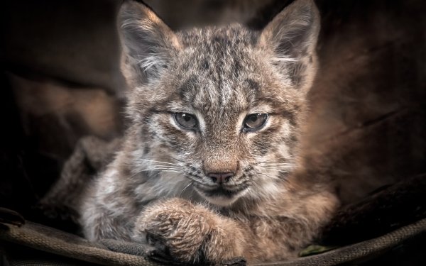 Animal Lynx Cats Cub Baby Animal Stare Wildlife HD Wallpaper | Background Image