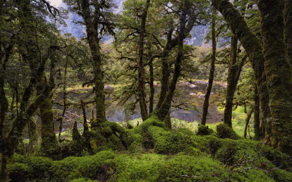 Lush green forest with moss-covered trees and dense foliage, rendered in stunning 8K Ultra HD for a vibrant PC desktop wallpaper and background.