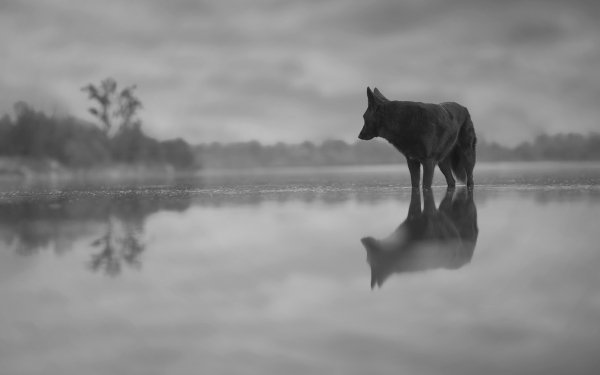 Animal Dog Dogs Water Reflection Black & White HD Wallpaper | Background Image