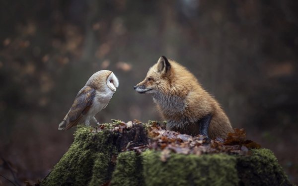 Animal Owl Birds Owls Fox HD Wallpaper | Background Image