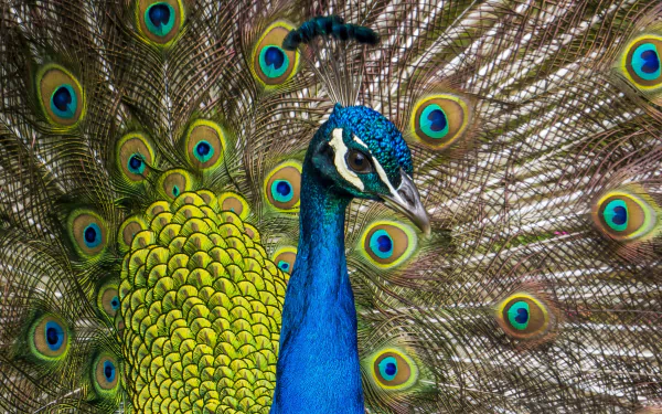 Iridescent peacock (bird, Animal) fanning its vibrant blue-green plumage with eye-patterned tail — 4K Ultra HD PC desktop wallpaper background