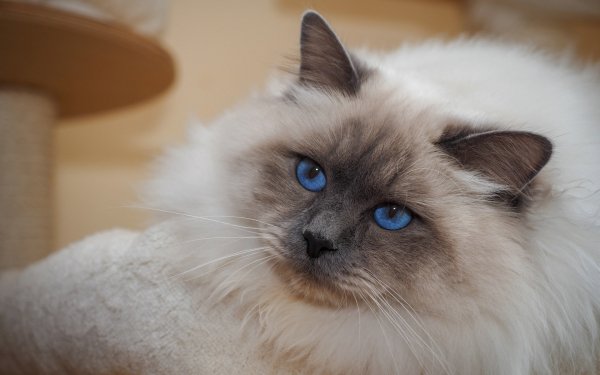 Animal Cat Cats Ragdoll Blue Eyes HD Wallpaper | Background Image