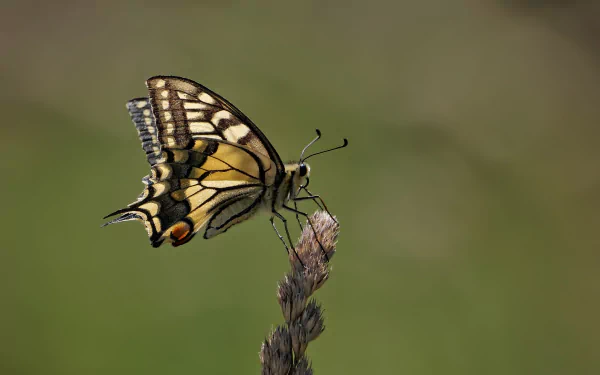 HD macro desktop wallpaper of a yellow-and-black swallowtail butterfly (insect, animal) perched on a dried grass seedhead against a soft green background.
