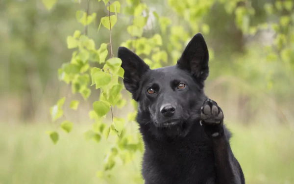 HD PC desktop wallpaper of a black dog raising a paw, shallow depth of field with soft green leaves blurred in the background.