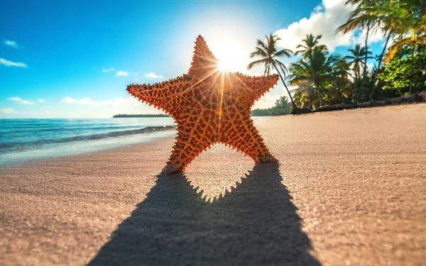 HD desktop wallpaper featuring a starfish on sandy beach under bright sun, with palm trees in the background and the ocean on the horizon.