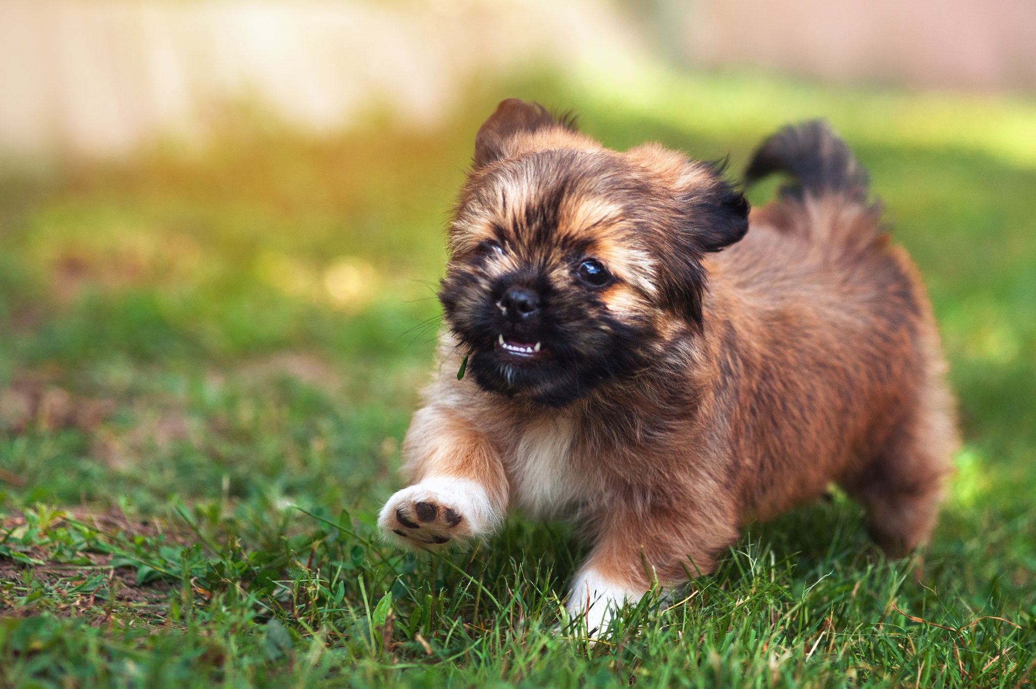 Download Baby Animal Dog Animal Puppy HD Wallpaper