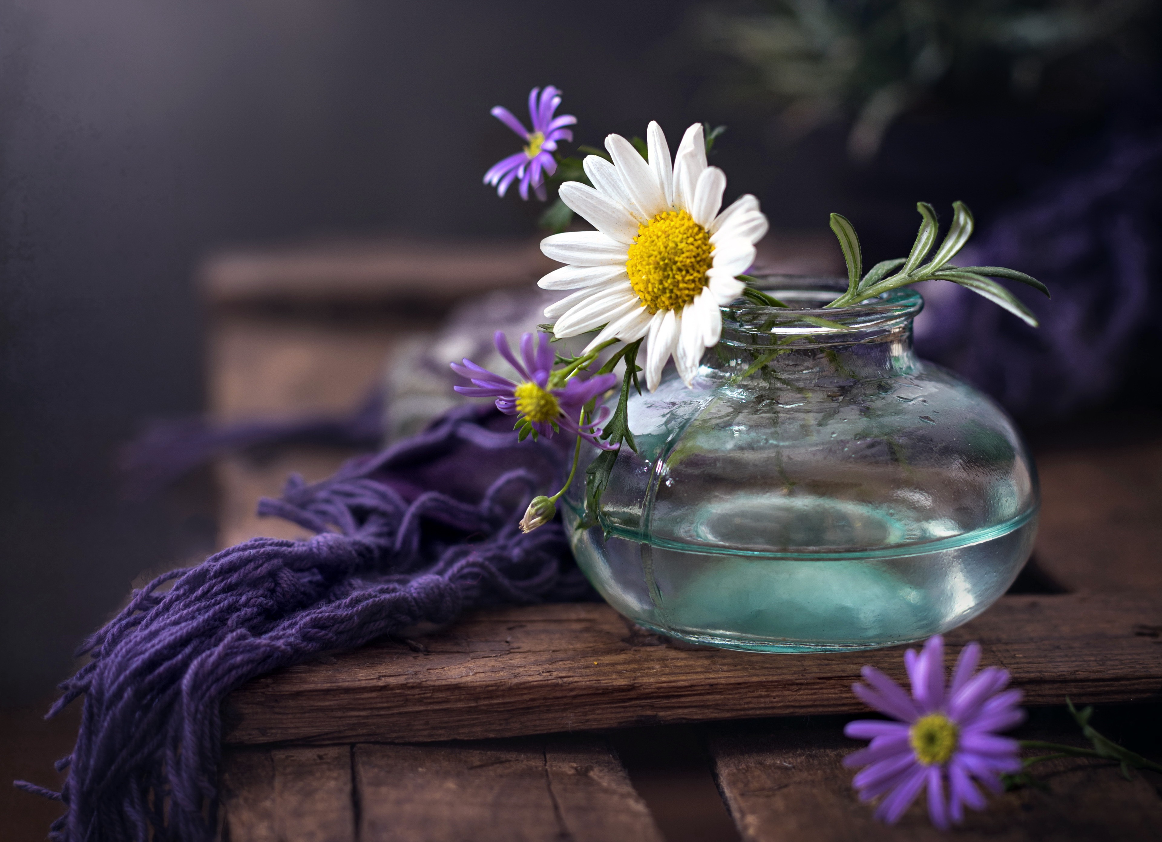 Download Chamomile Photography Still Life 4k Ultra HD Wallpaper