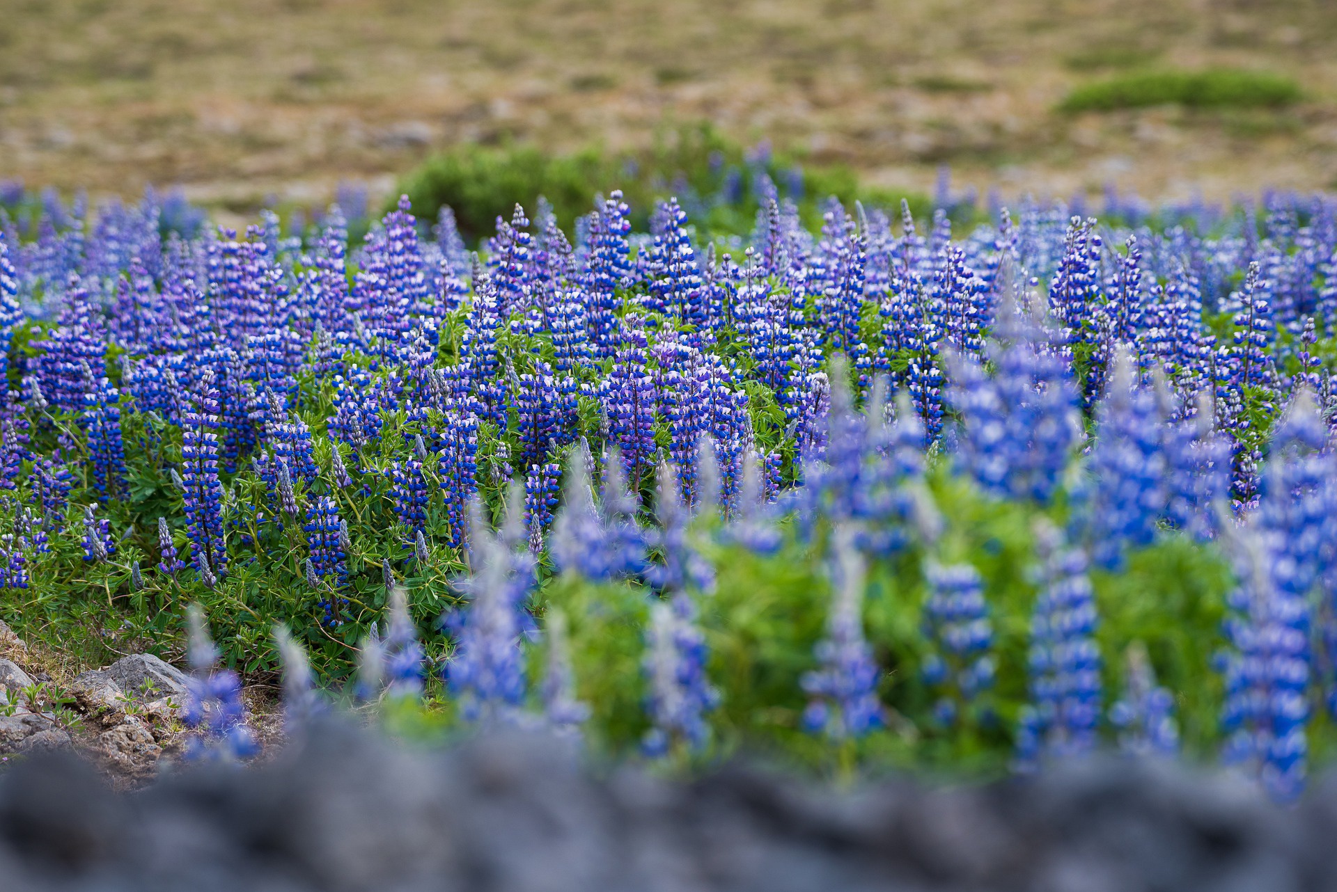 Lupine HD Wallpaper