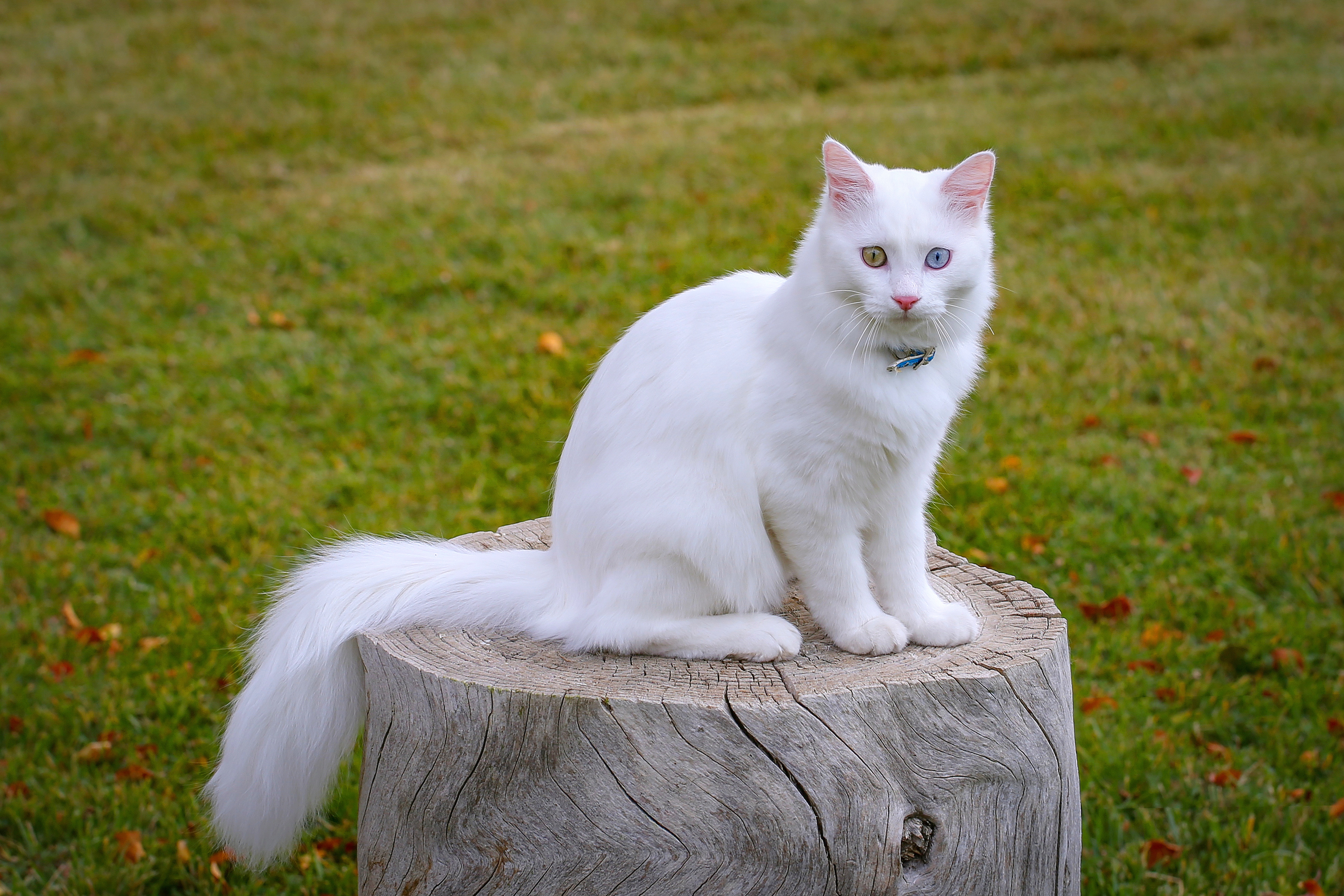 Ван кошки фото. Турецкий Ван кедиси белый. Ван кедиси порода кошек. Ван (турецкая кошка Ван). Турецкая Ванская кошка.