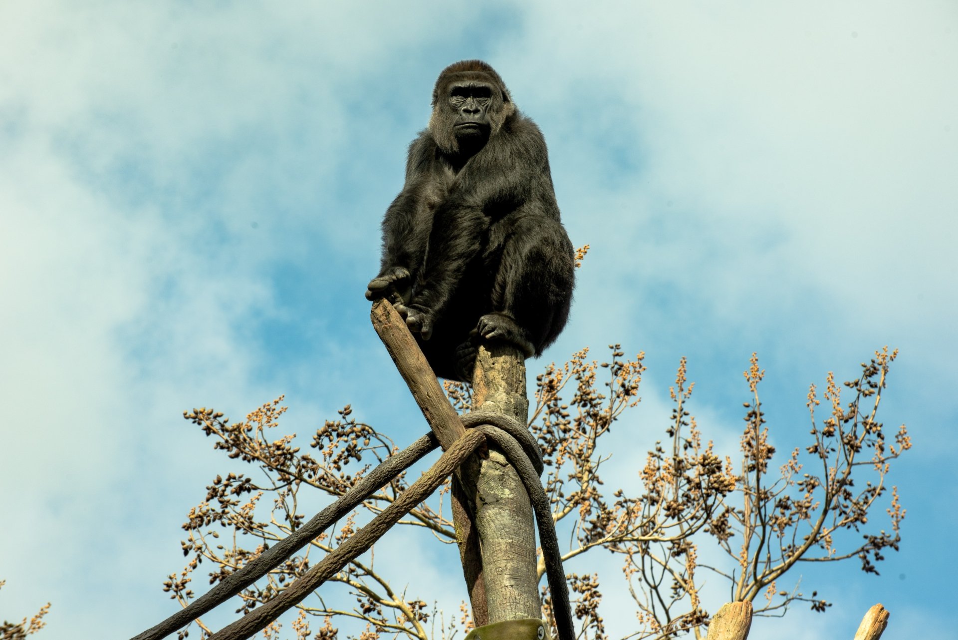 A gorilla perched on a wooden structure in a zoo, captured in sharp detail as a 4K Ultra HD primate desktop wallpaper against a bright blue sky.
