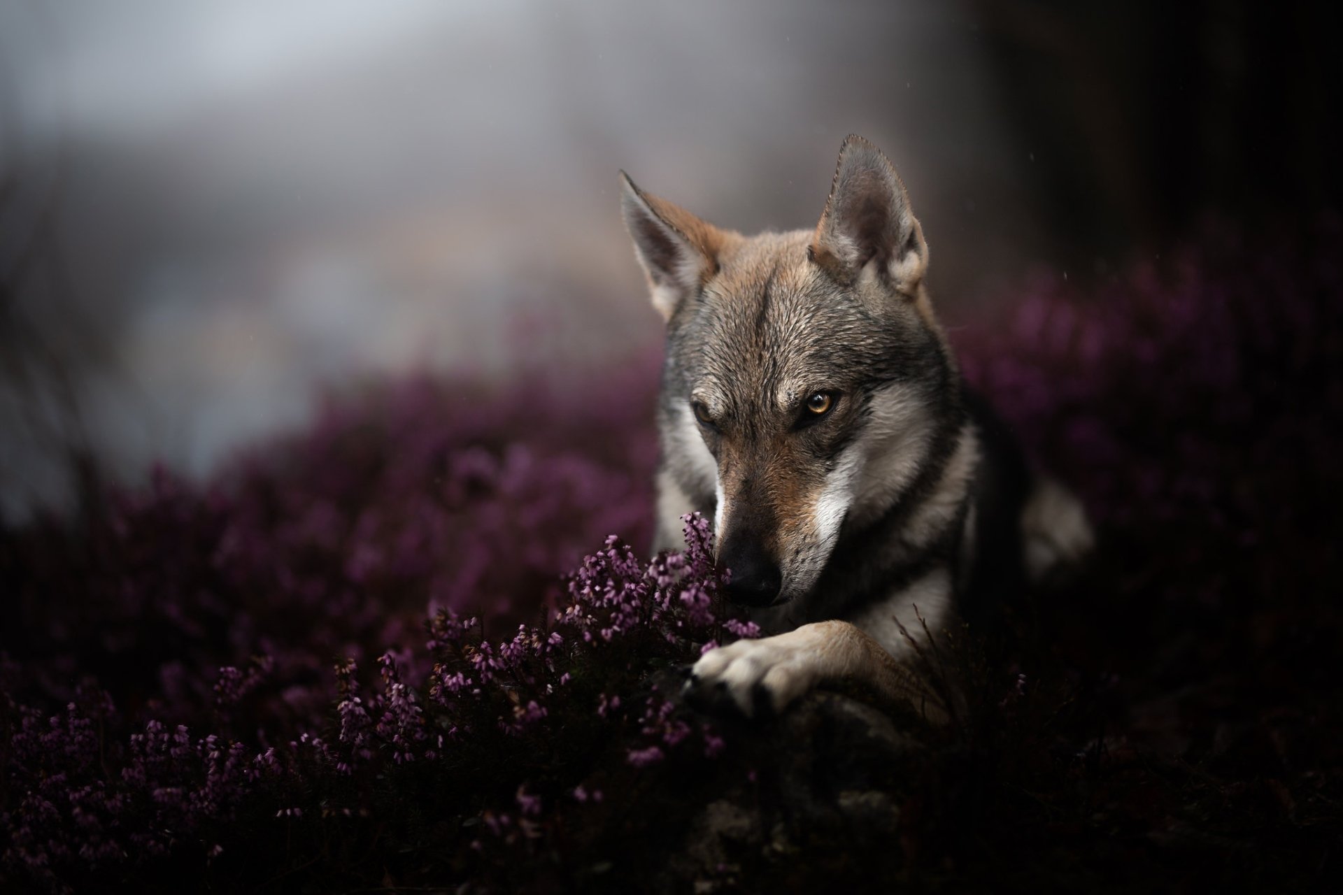 HD PC desktop wallpaper of a wolfdog, a dog/Animal, resting among dark purple foliage with amber eyes and soft fur against a moody blurred background.
