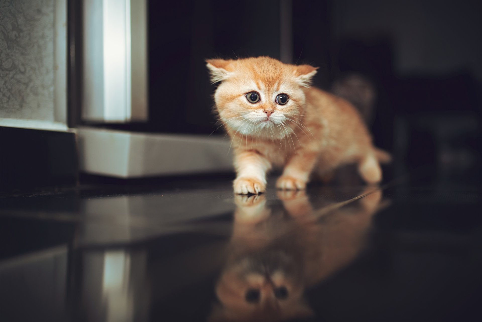 4K Ultra HD PC desktop wallpaper and background of a fluffy orange kitten (baby cat) walking on a glossy floor, its reflection mirrored beneath.