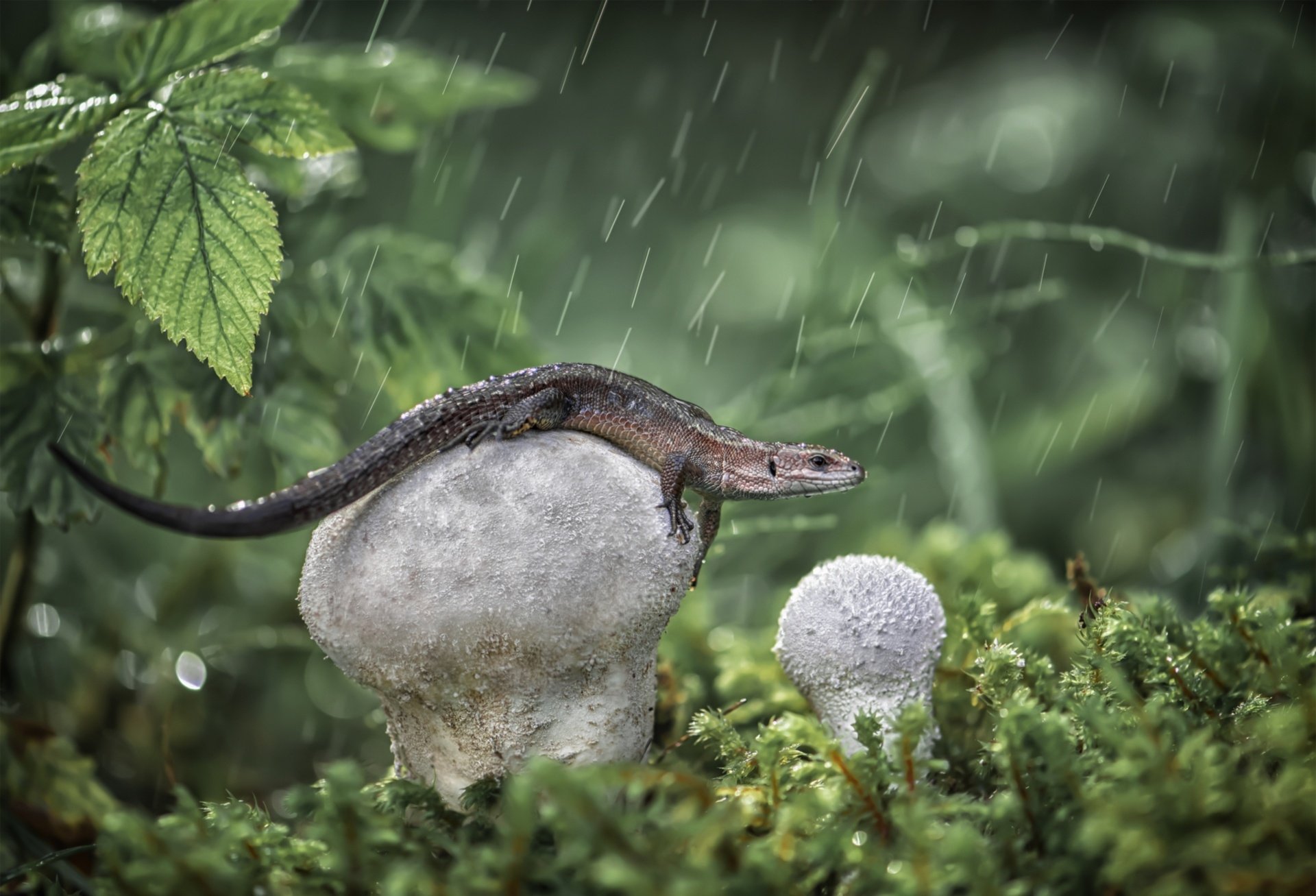 Дождевая ящерица. Ящерица мох. Ящерица под дождем. Ящерица на грибе. Ящерица в дождь.