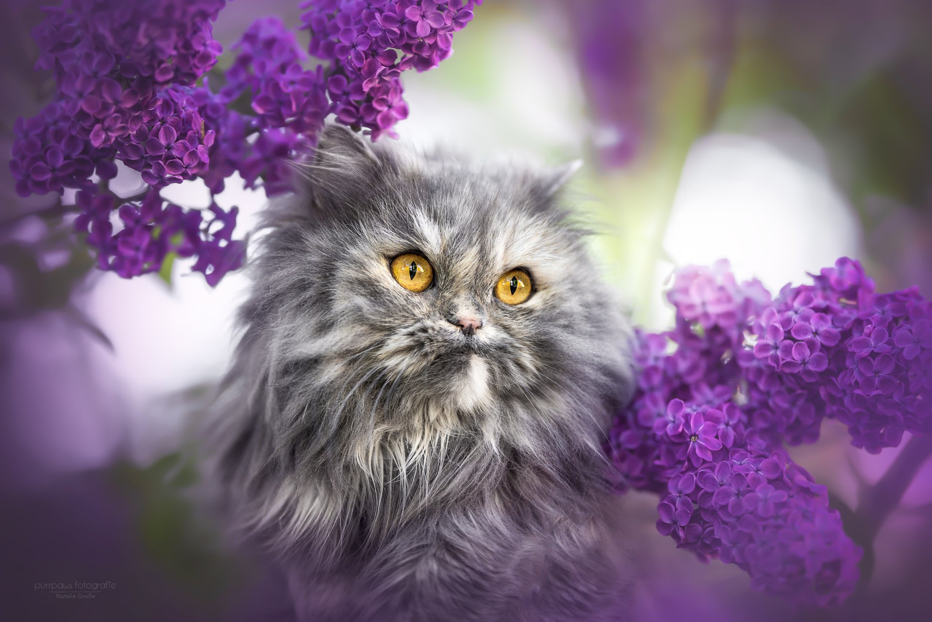 Download Persian Cat Lilac Animal Cat HD Wallpaper