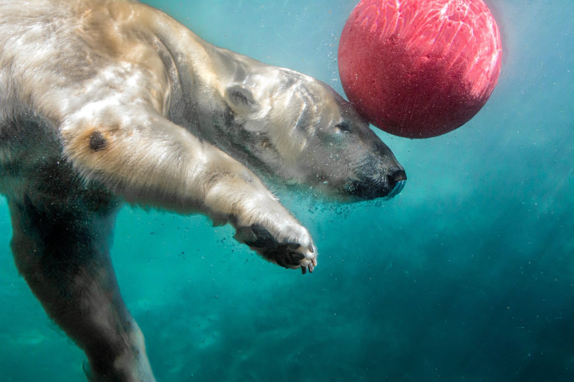 Download Underwater Water Animal Polar Bear HD Wallpaper