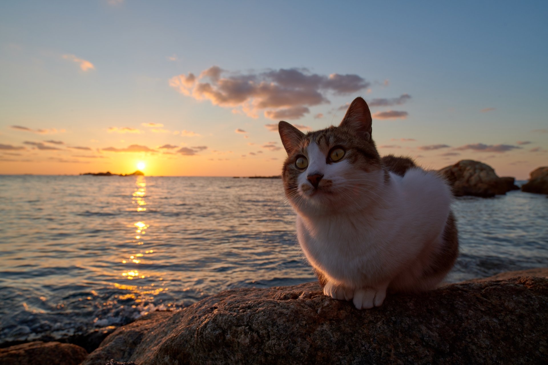 Pastel Sunset Beach Ft. Mizuka and Fuego : r/CatsAndSoup, image size:1920x1280