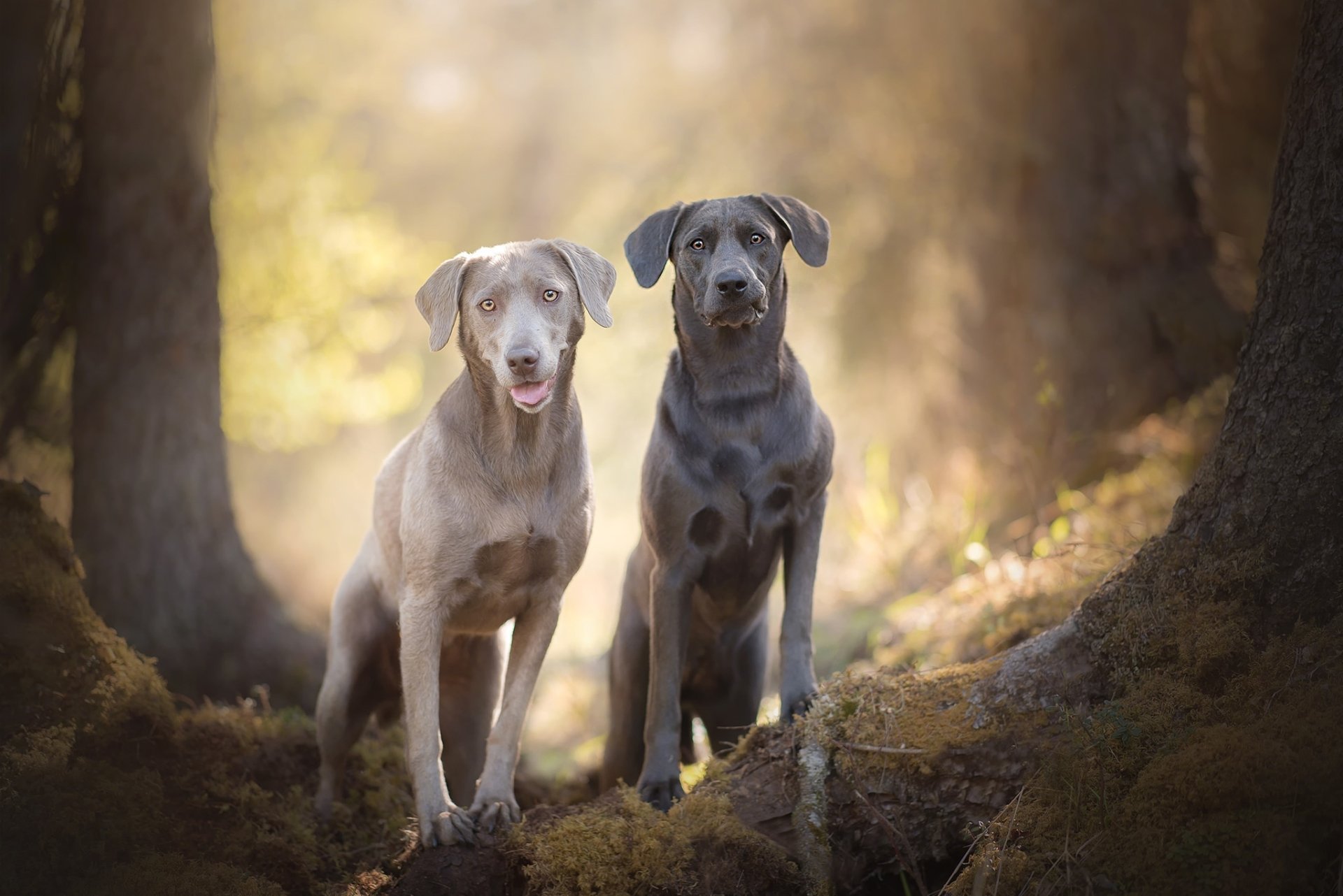 Download Dog Animal Weimaraner HD Wallpaper