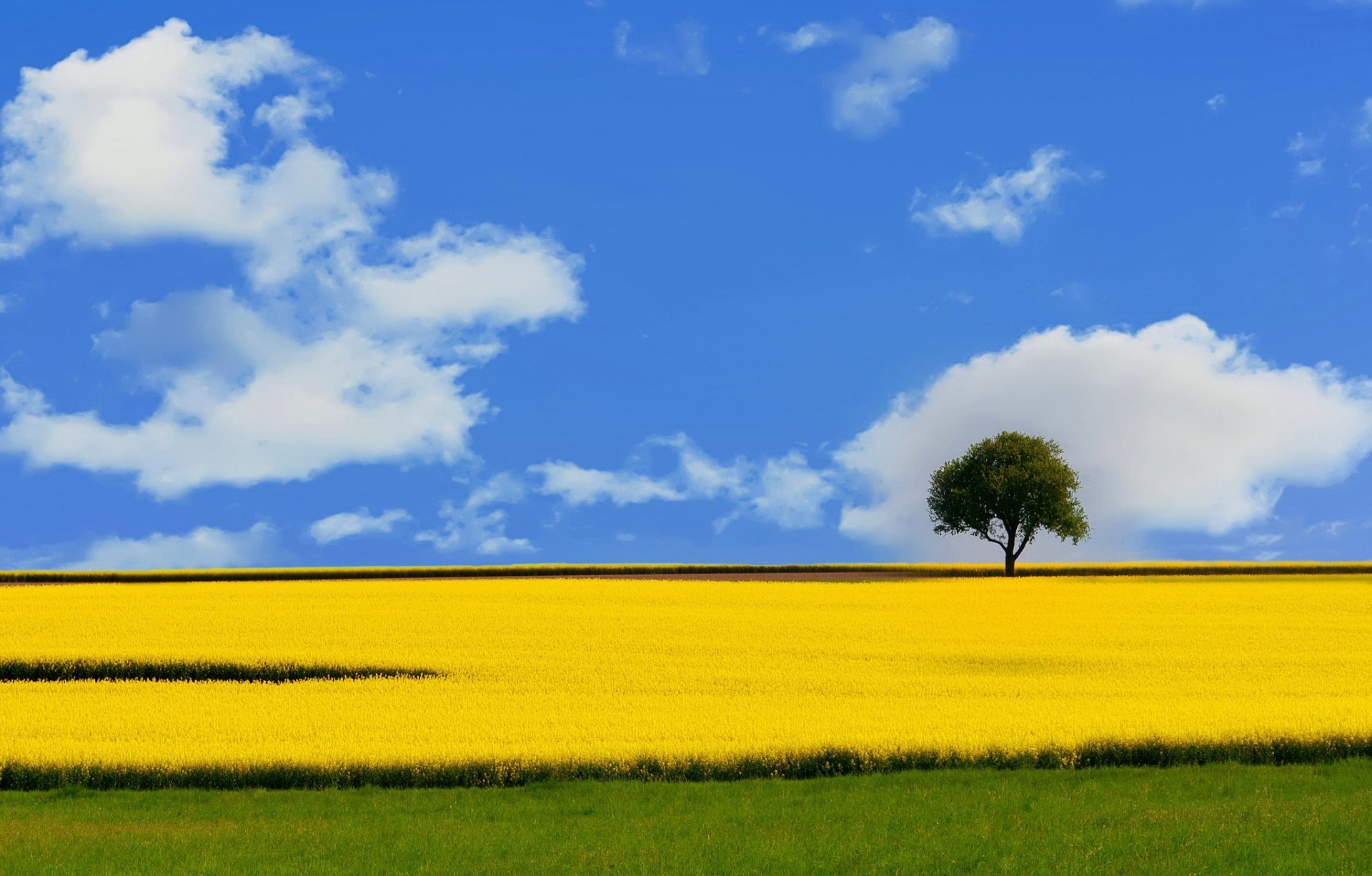 Download Nature Tree Sky Field Rapeseed HD Wallpaper | 2048x1308 ...