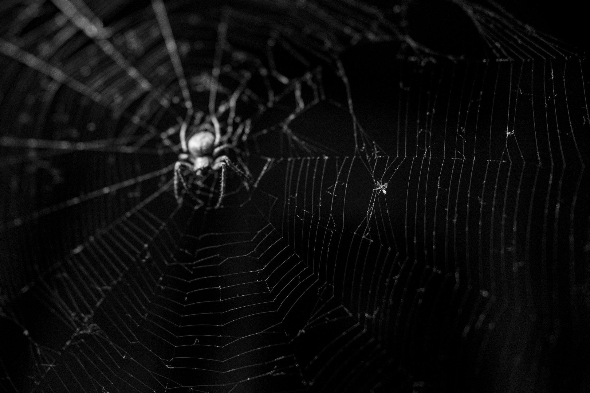 Download Spider Web Macro Animal Spider 4k Ultra HD Wallpaper