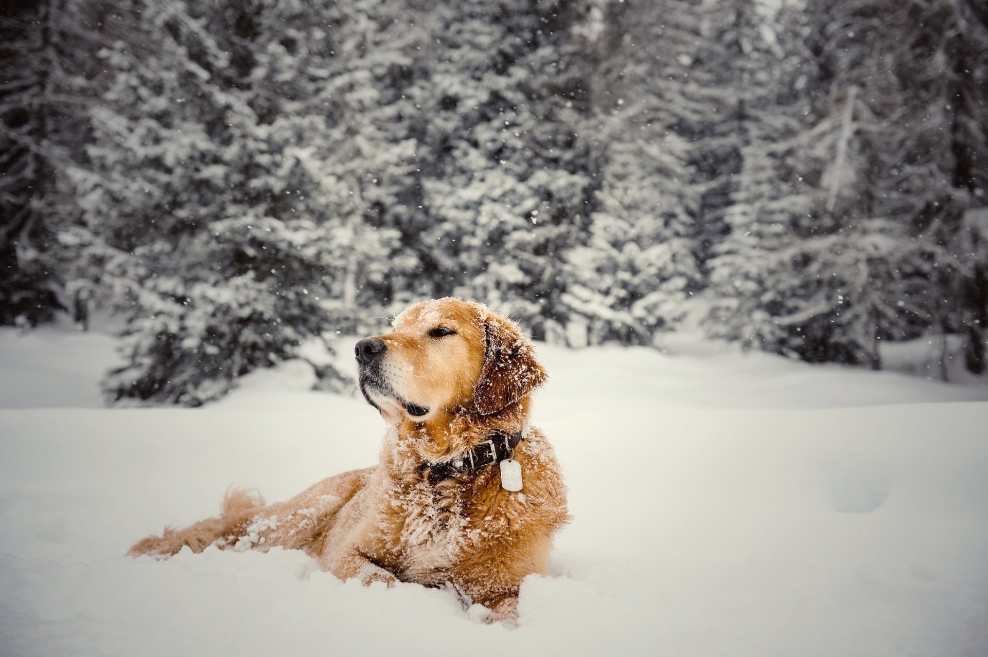 Download Snow Dog Winter Animal Golden Retriever HD Wallpaper