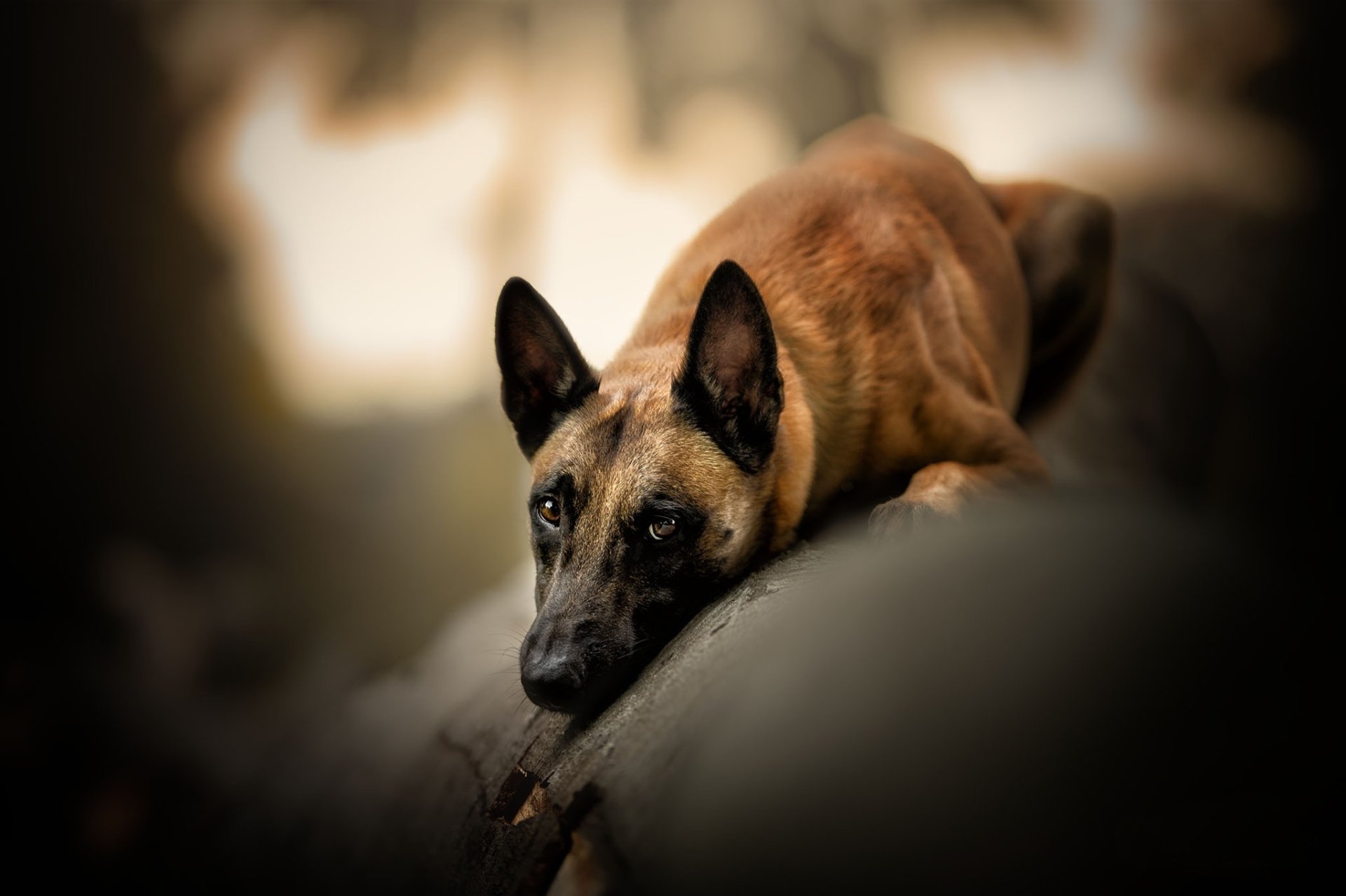 Animal Belgian Malinois Hd Wallpaper