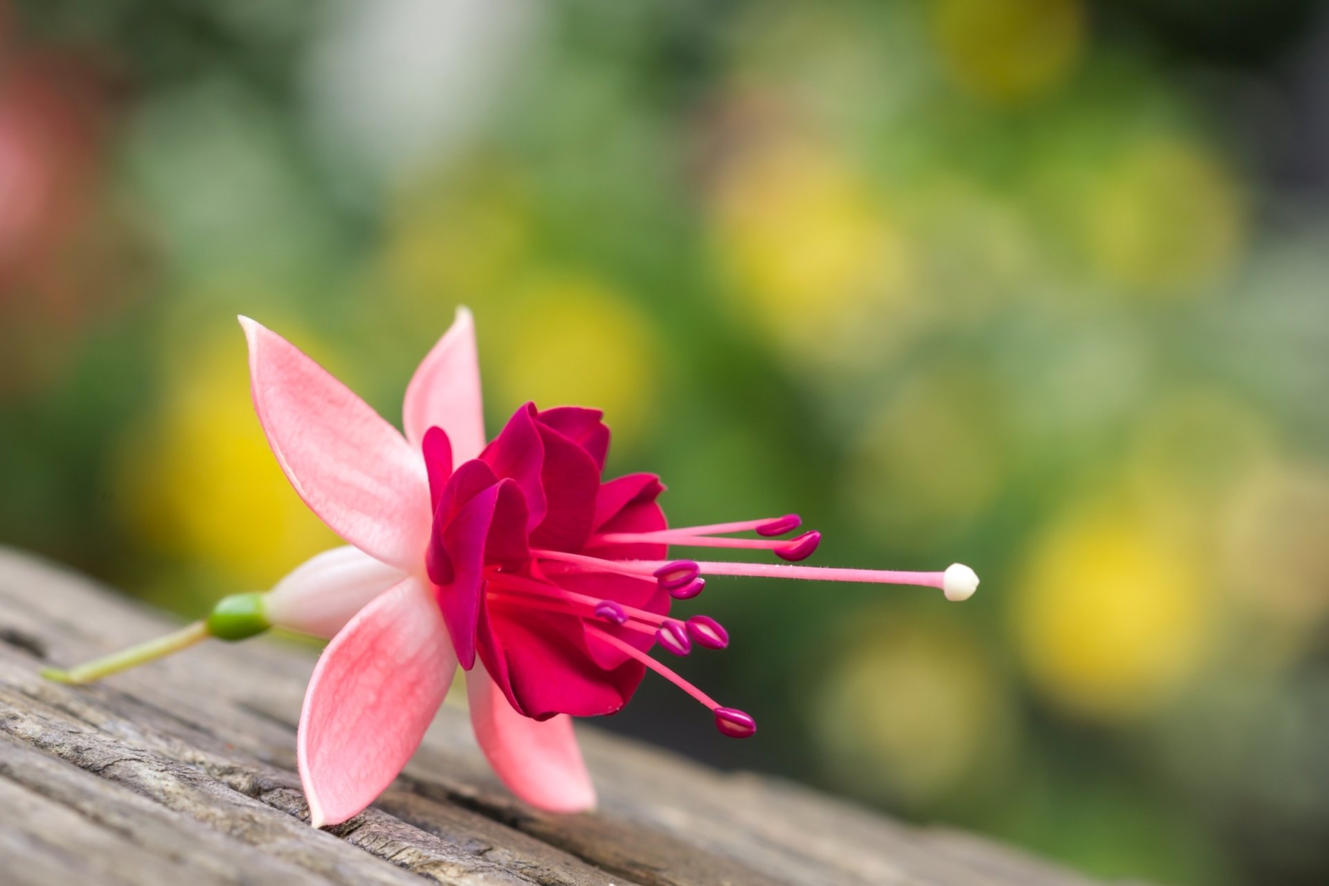 Fuchsia HD Wallpaper