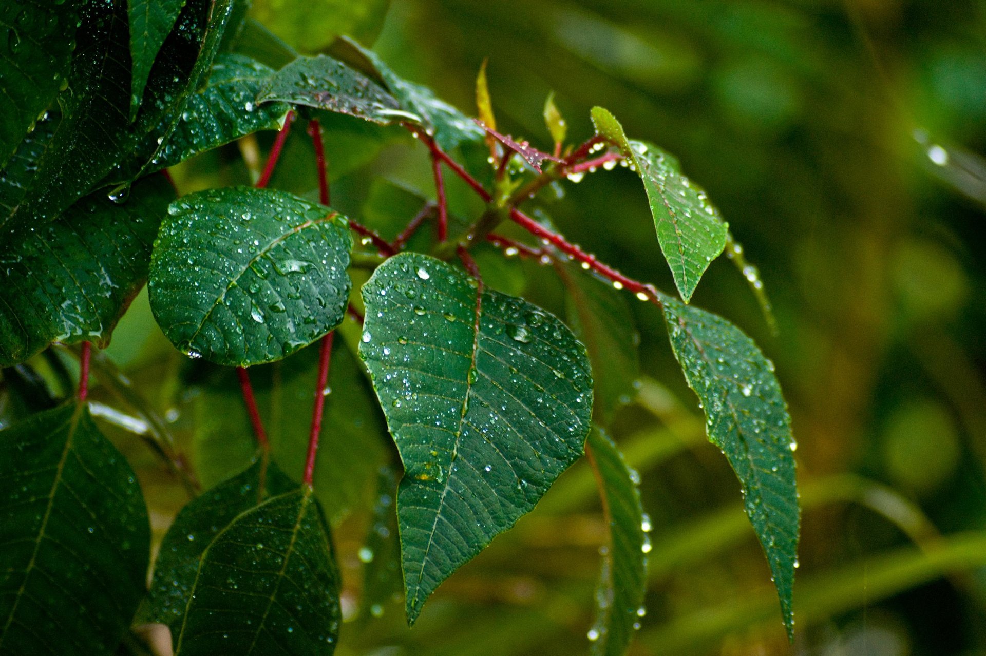 Download Greenery Raindrops Nature Leaf HD Wallpaper