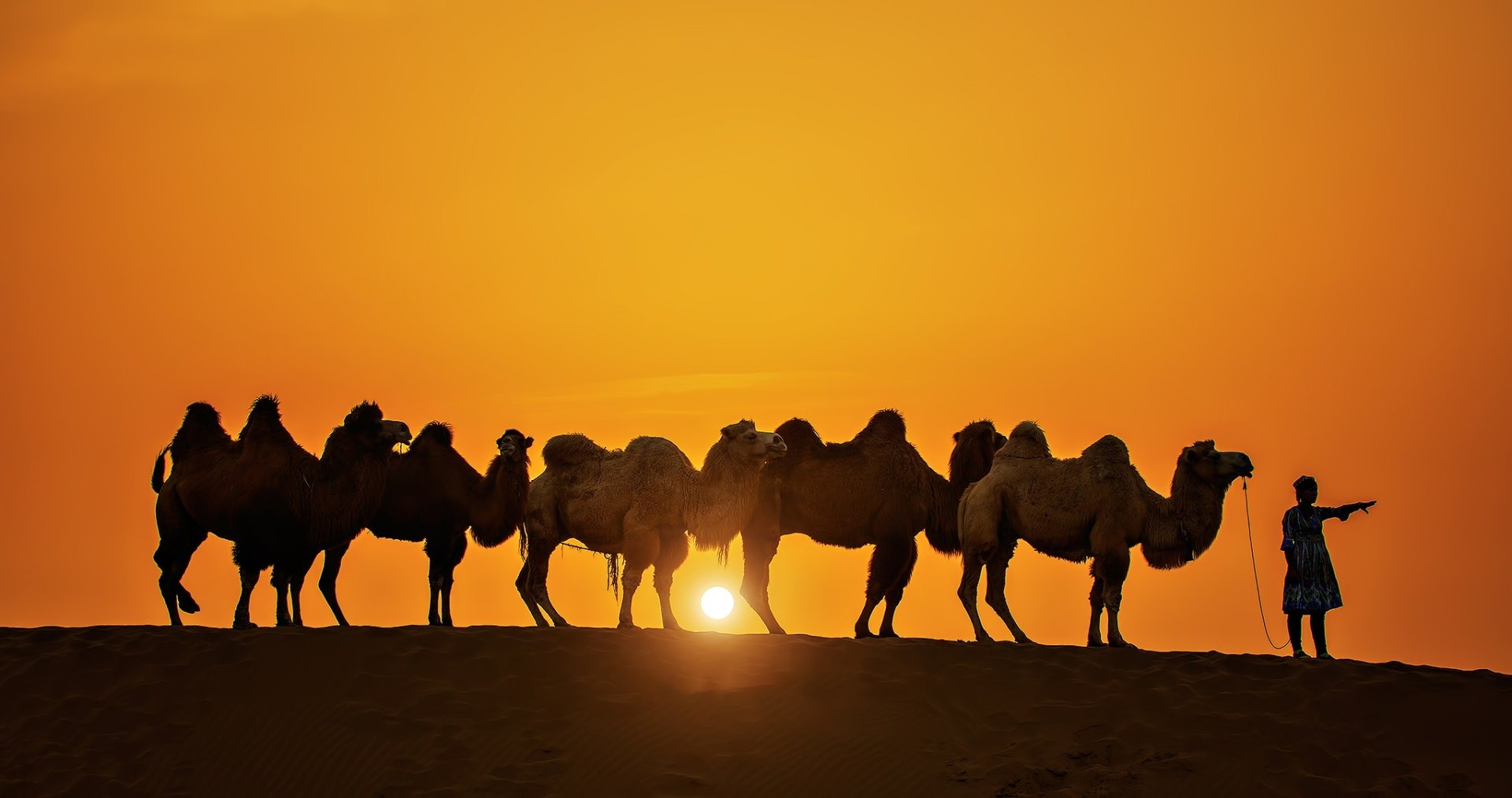 Download Sunset Sun Silhouette Caravan Animal Camel HD Wallpaper