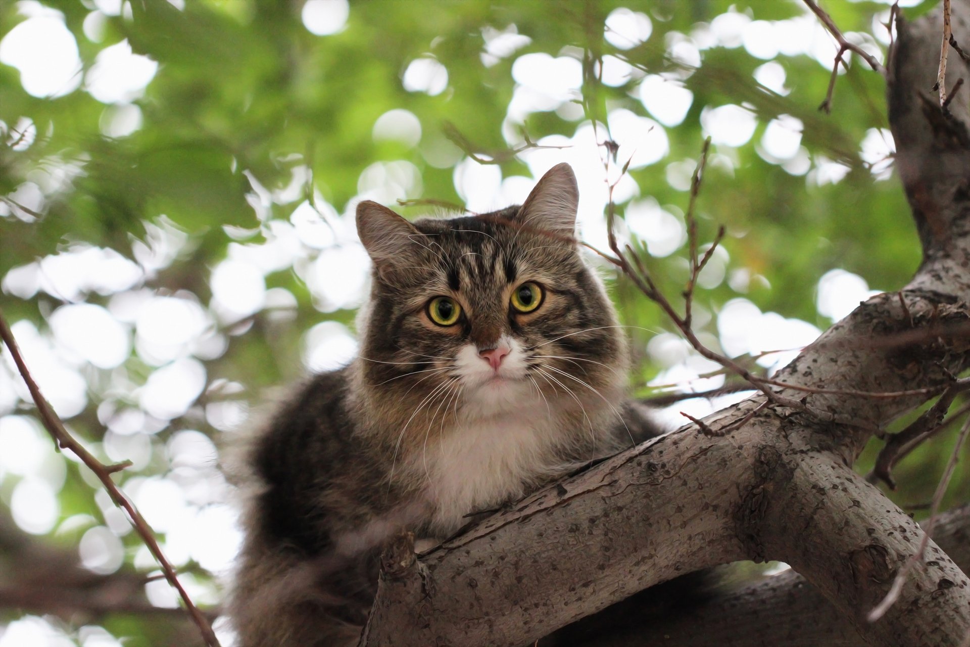 HD desktop wallpaper of a fluffy cat perched on a tree branch with a soft green bokeh background, showcasing the animal's alert expression.
