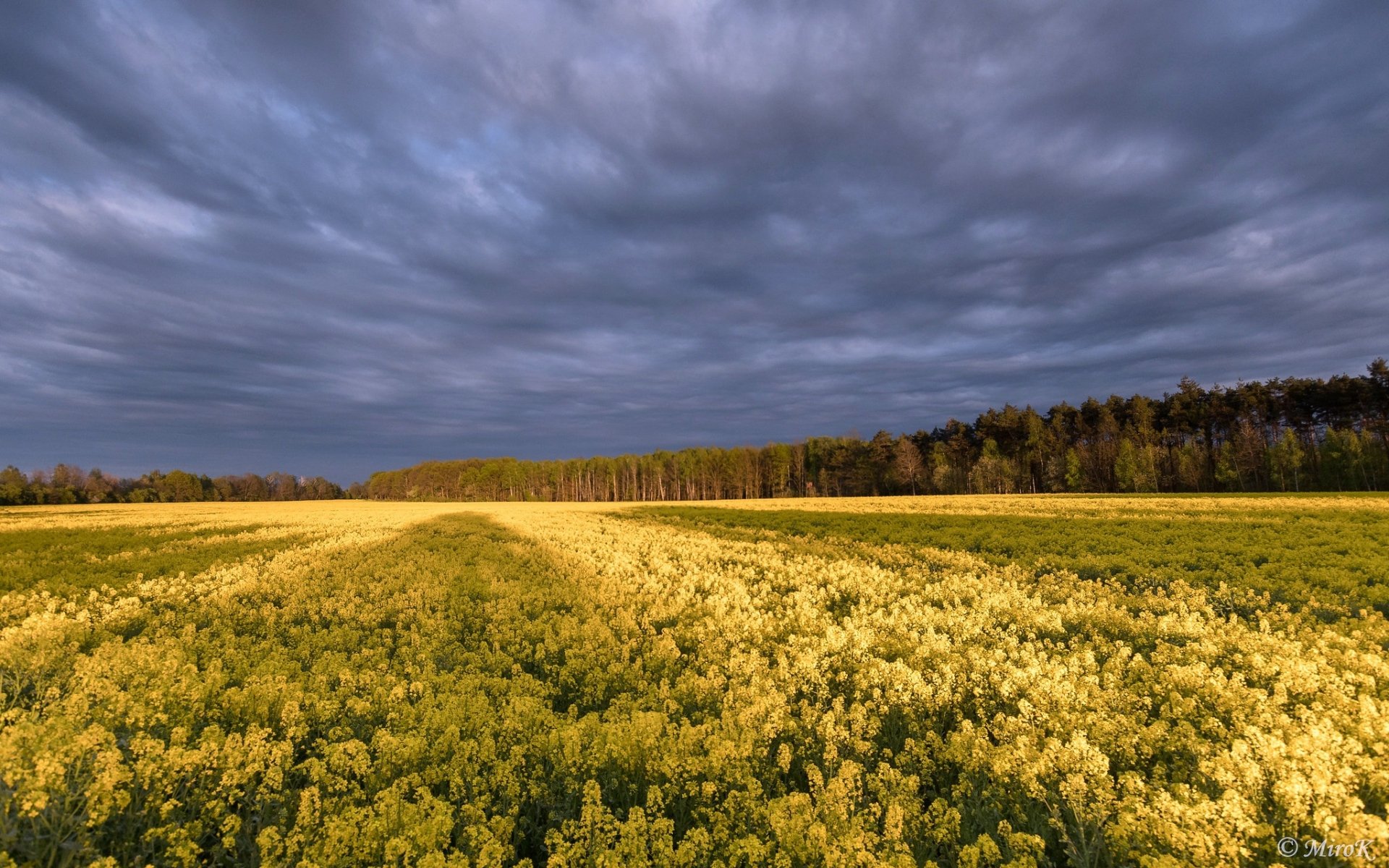 Download Field Nature Rapeseed HD Wallpaper