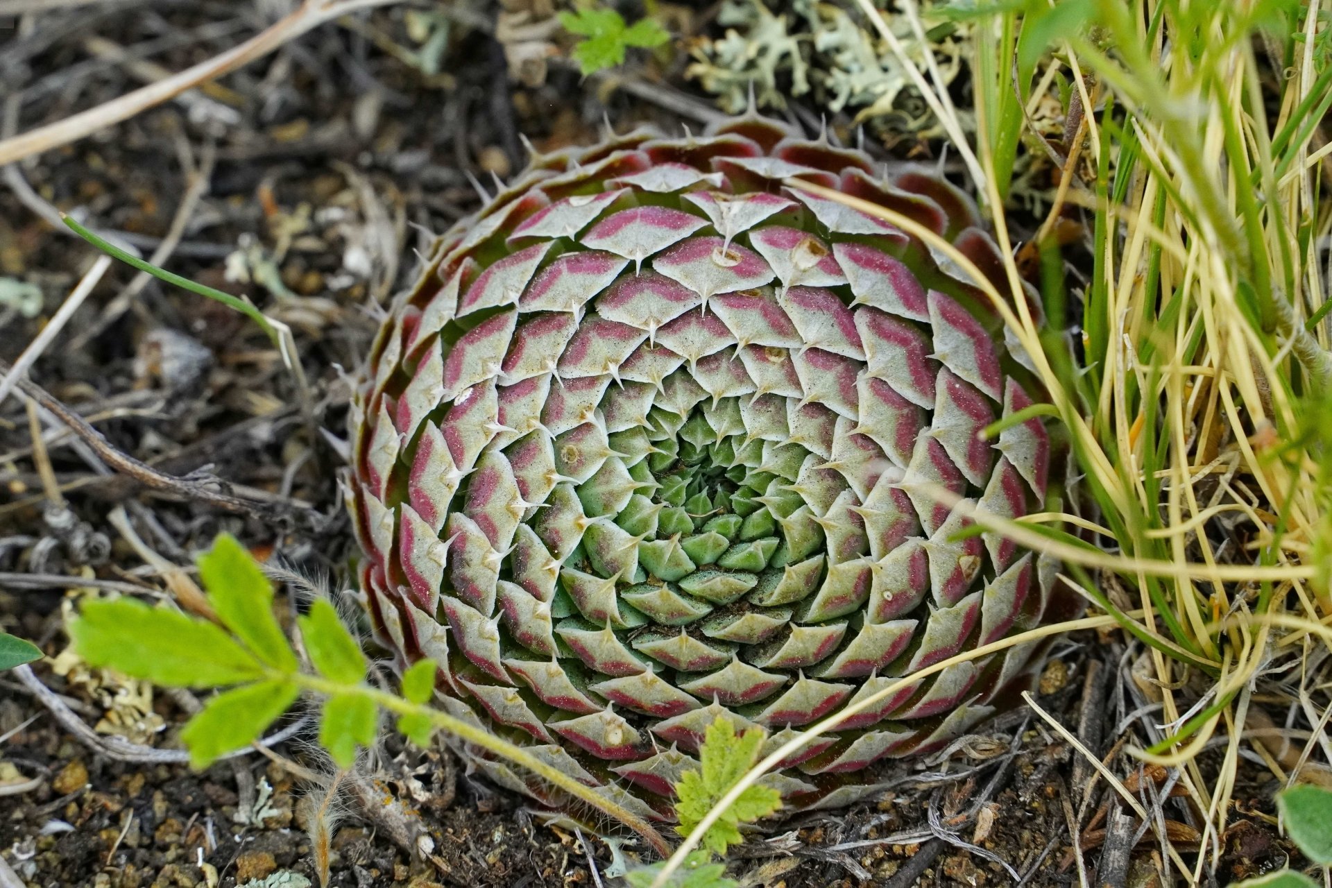 Download Nature Plant 4k Ultra HD Wallpaper