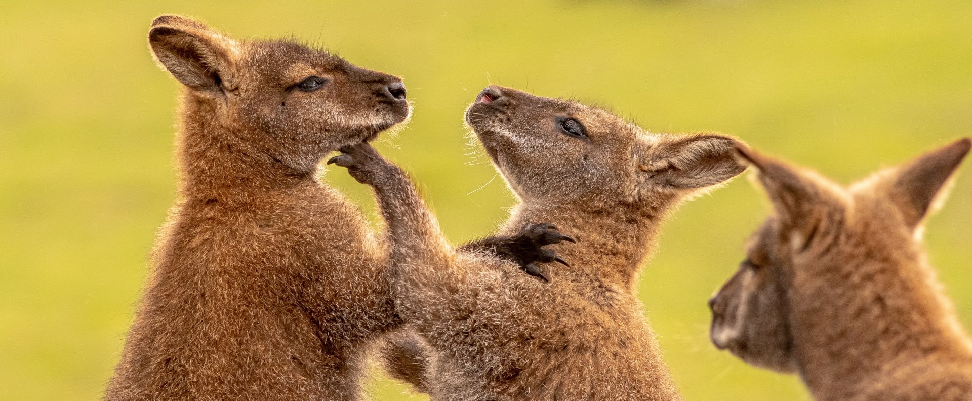Two young kangaroos playfully sparring in golden light, an animal kangaroo scene rendered as a 2K Quad HD PC desktop wallpaper and background.