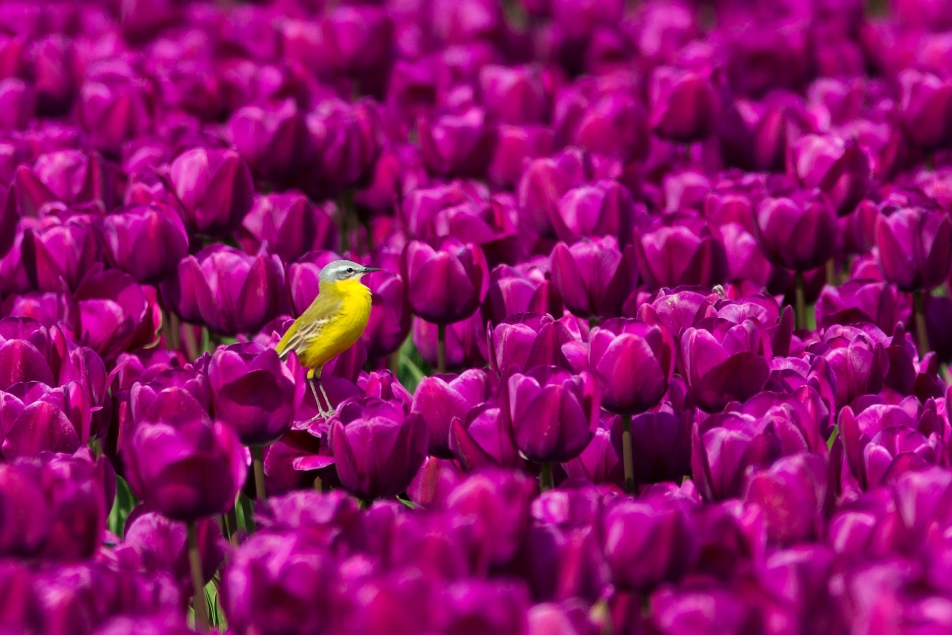 Download Purple Flower Passerine Tulip Bird Animal Wagtail HD Wallpaper