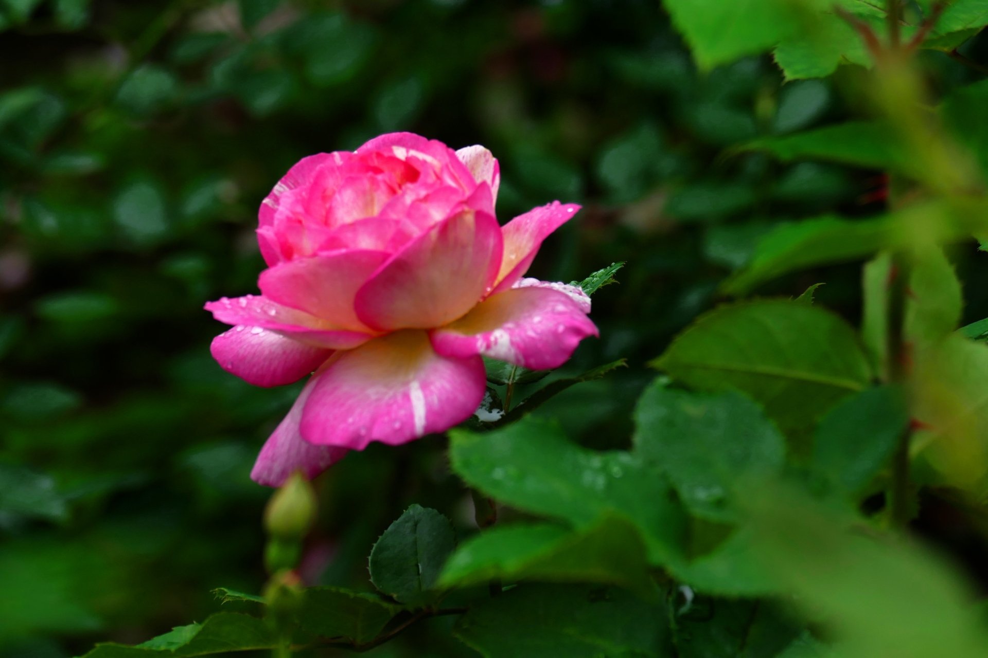 Nature Rose HD Wallpaper