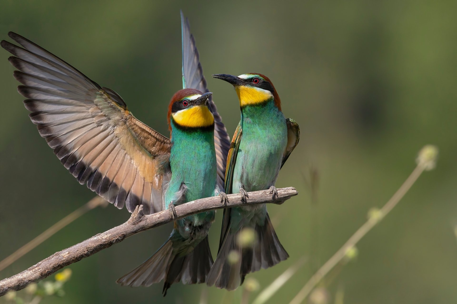 Two vibrant bee-eater birds perched on a branch with one spreading its wings, captured in a high-definition desktop wallpaper.